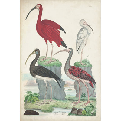 Antique Heron & Waterbirds II - Painting