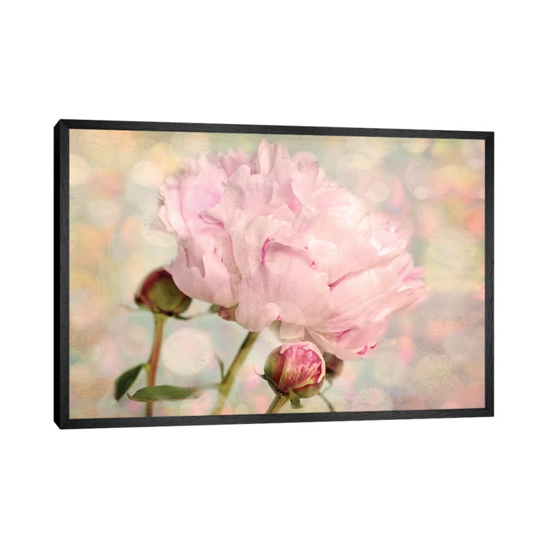 Pink Peony by Ros Berryman - Print on Canvas, Black Framed, 101.6 cm H x 66.04 cm W