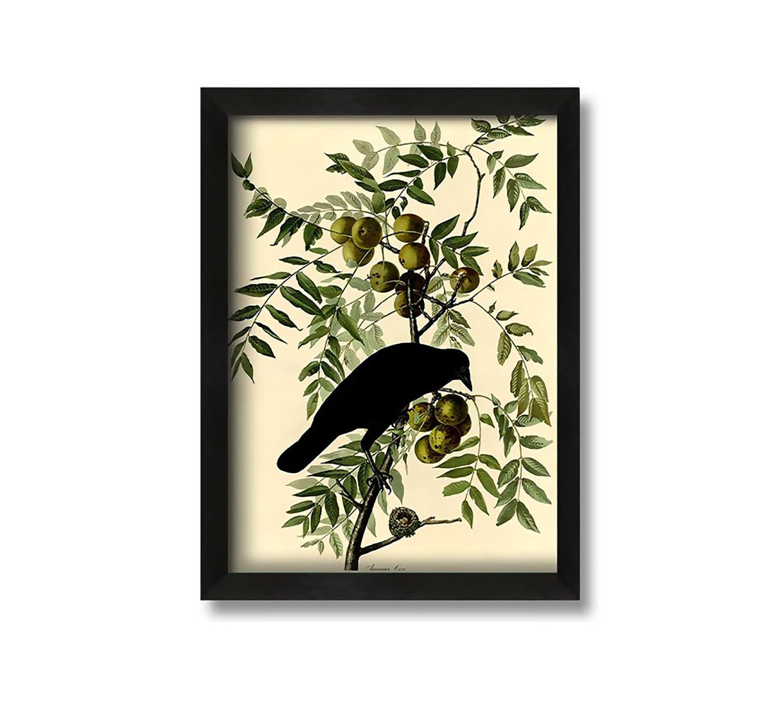 Gerahmtes Leinwandbild American Crow Plate 156 von Audubon