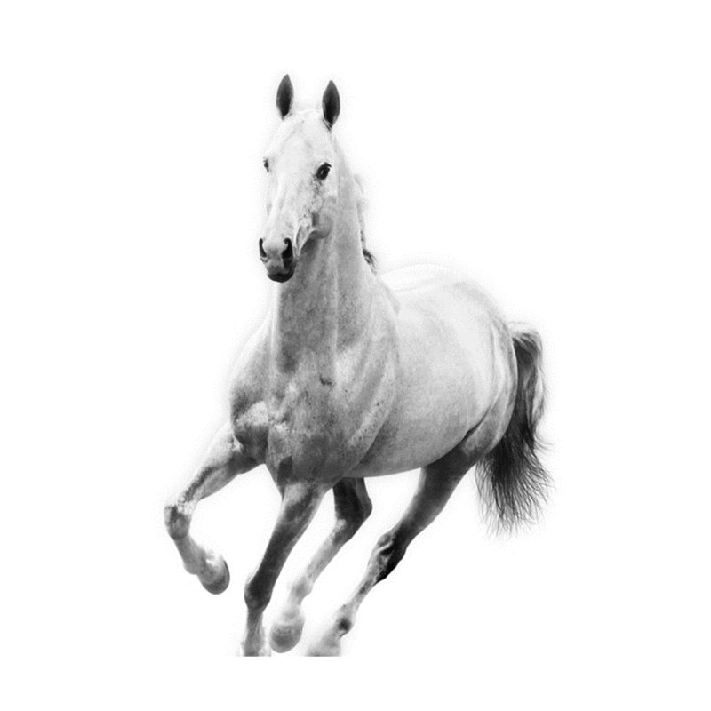 Le Cheval Blanc IV par Sofia Fox - photographie, Extérieur, H 40 po x l 30 po x P 1,5 po