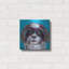 «Shih Tzu On Blue» par Carolee Vitaletti-671851167