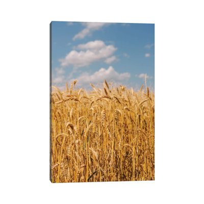 Summer Wheat Fields II by Bethany Young - Print on Canvas