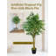 Arbre à figuier tropical Serene Spaces Living