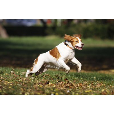 " Brittany Spaniel Dog " by Katpaws