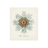 Nautical Art V Print by Sofia Fox