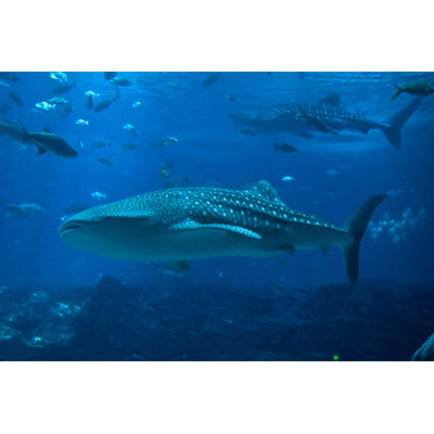 Whale Sharks And Lots Of Fish by Lingbeek - Wrapped Canvas Print