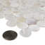Conchella 1" x 1" Seashell Penny Round Mosaic Tile