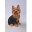 Statue yorkshire terrier assis