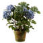 Hydrangeas in Pot-676891219