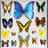 22 Genuine Butterflies In Black Display Frame