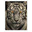Tigre blanc féroce I sur bois-539100757