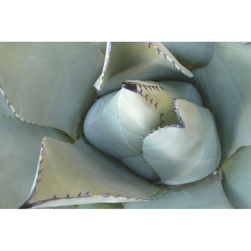 Agave Détail III, H 8 po x l 12 po x P 1,25 po