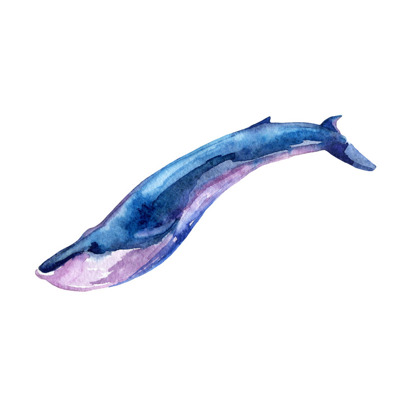 Watercolour Whale by Tanya Syrytsyna - Wrapped Canvas Print, 51cm H x 76cm W x 3.8cm D