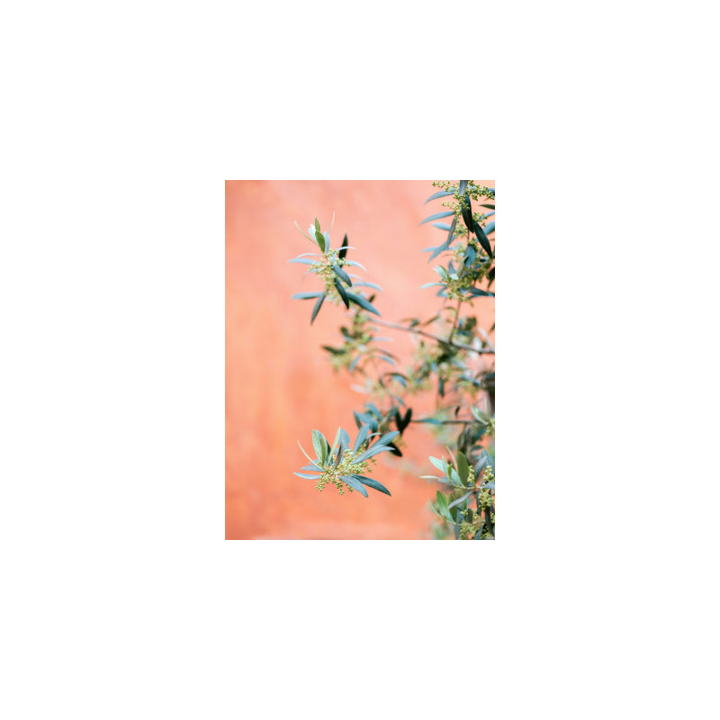 Wrapped Canvas Print, 76.2 cm H x 50.8 cm W
