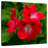 Harnek Red Hibiscus Flowers