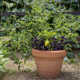 Lanesborough Resin Pot Planter