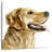 Brampt Pet Profile II-109227132