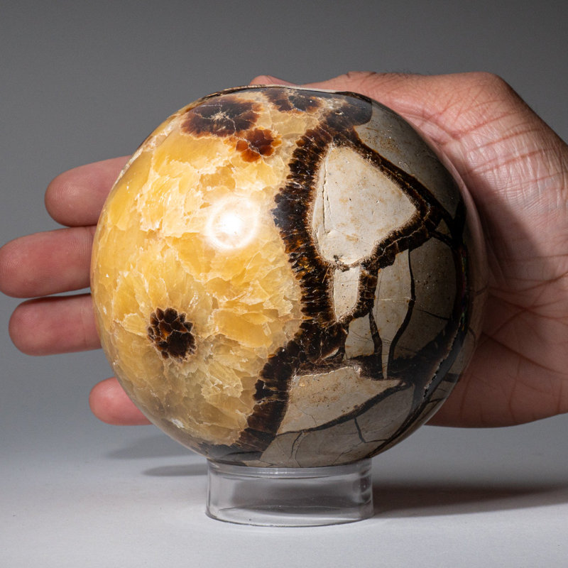 Genuine Polished Septarian (2") Sphere from Madagascar, 3.75" H x 3.75" W x 3.75" D, Gray/Yellow/Brown