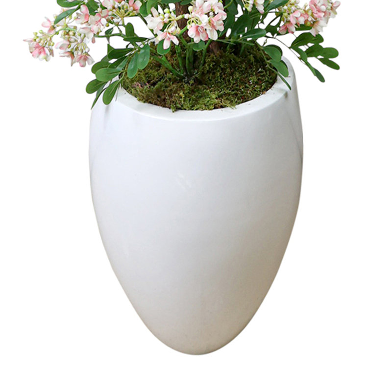 Stephanotis Tree in Fiberstone Pot