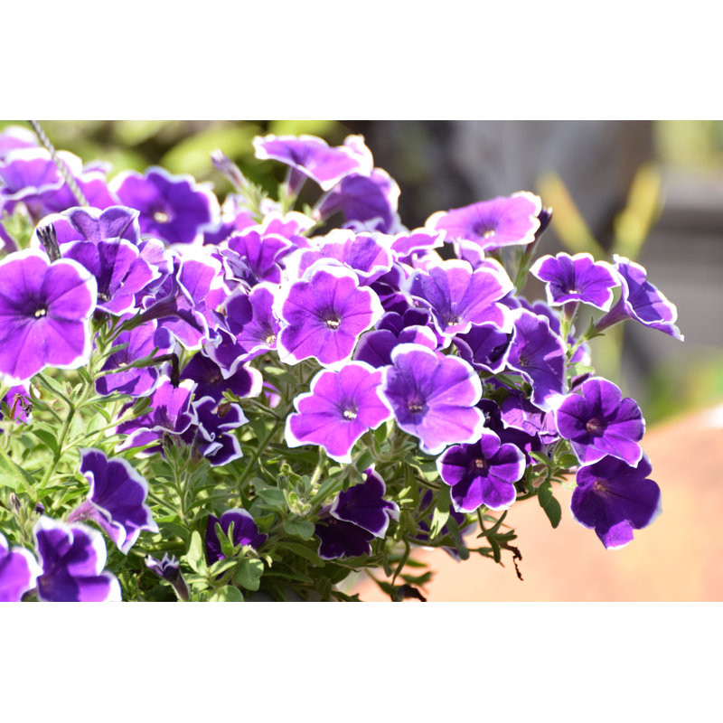 Larrica Petunia Flowers - Wrapped Canvas Print, 20cm H x 30cm W x 3.8cm D
