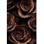 Papier peint roses avec gouttelettes d'eau
