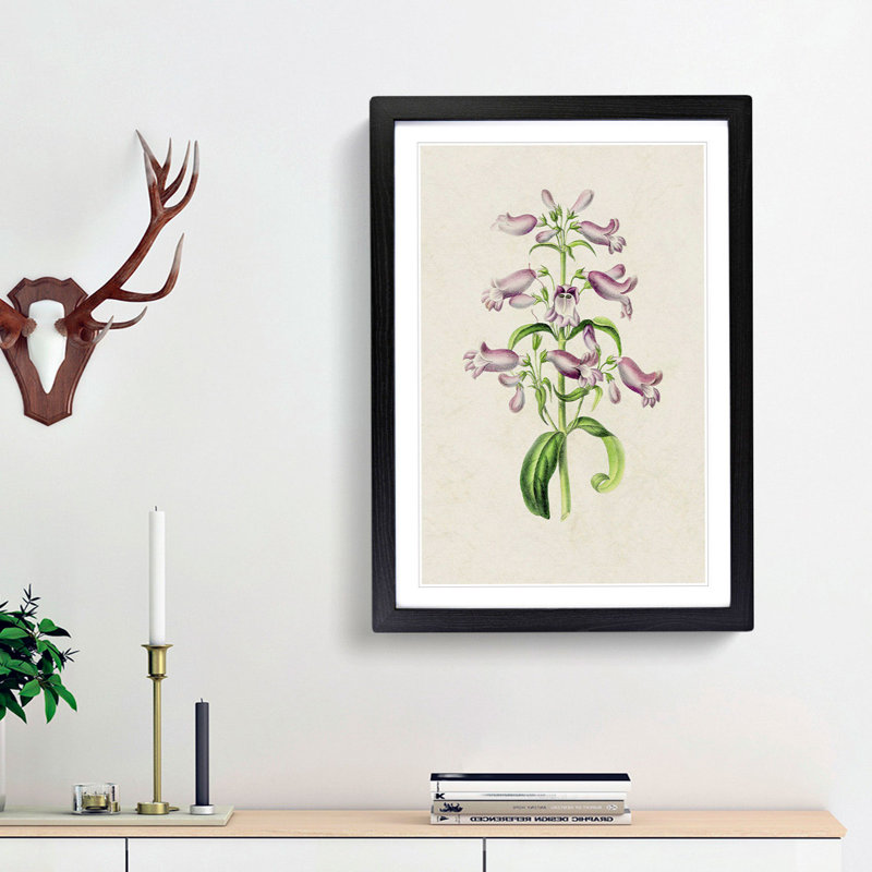 Purple Beardtongue Flower Illustration - Framed Print, 48cm H x 36cm W x 2cm D, Black Framed
