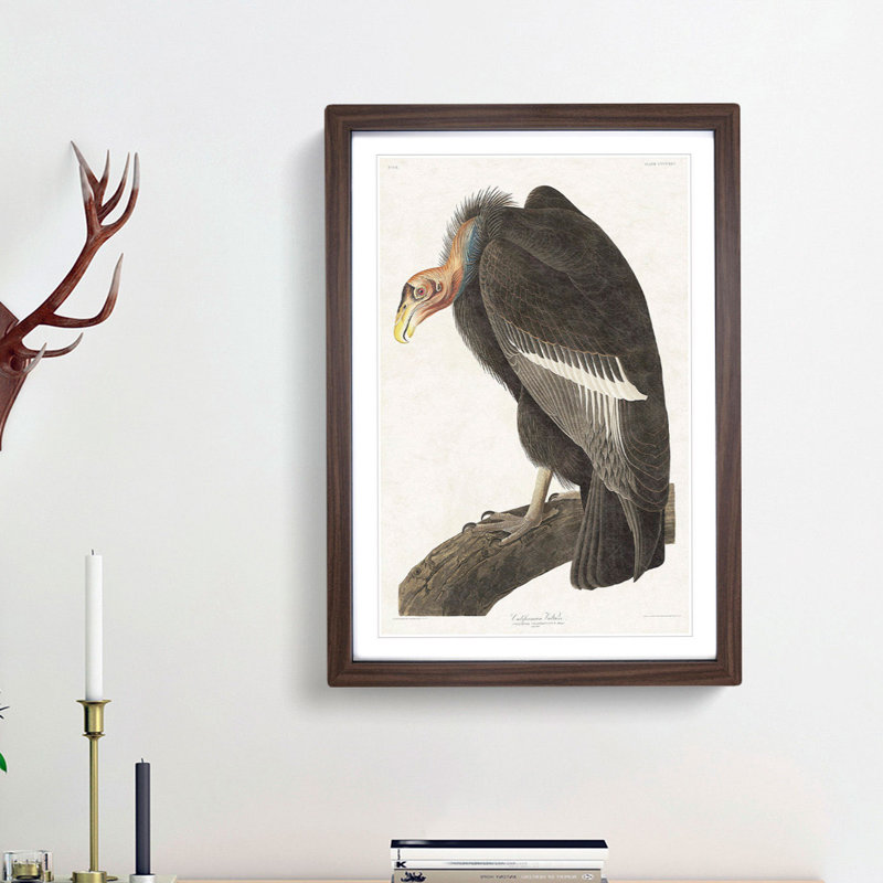Californian Vulture by John Audubon - Picture Frame Painting Print, Walnut Framed, 36cm H x 27cm W x 2cm D
