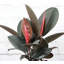 Live Burgundy Rubber Plant-49662164