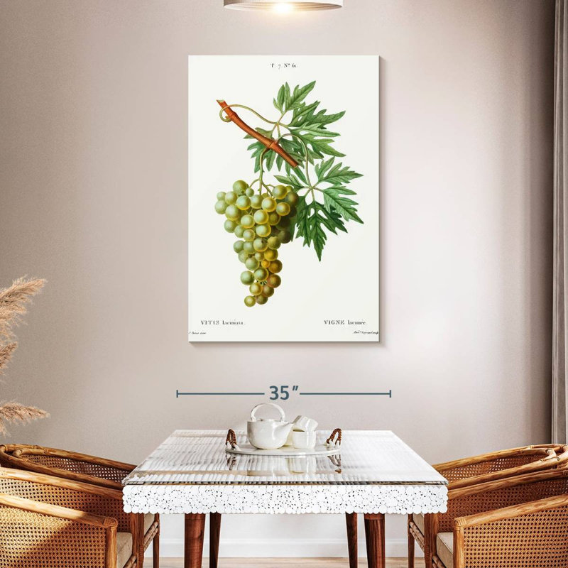 Yarlin Grape Vine - Vitis Laciniata, 48" H x 32" W