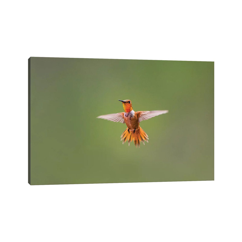 Rufous Humming Bird (Selasphorus Rufus). by Larry Ditto - Wrapped Canvas Print, 101.6 cm H x 66.04 cm W x 1.91 cm D