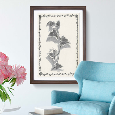 Ivy Marginata by Shirley Hibberd - Framed Print