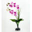 Double orchidée phalaenopsis, arrangement floral-103109821