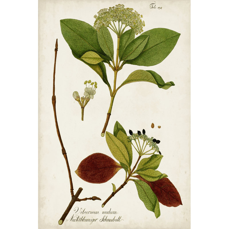 Verdure antique II, H 48 po x l 32 po