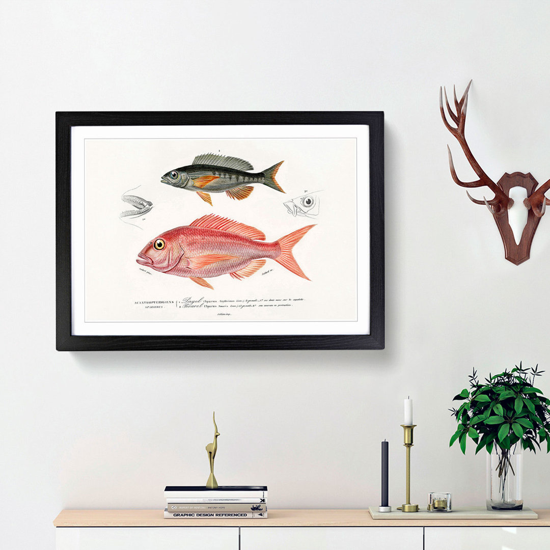Fish Illustrations by Charles d' Orbigny - Framed Print