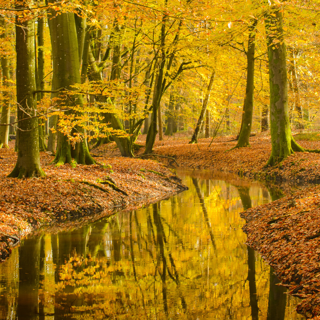 Fall Beech Tree Forest - Leinwanddrucke