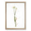 Wild Onion Flowers by Pierre-Joseph Redoute - Framed Print-55612244-55612239