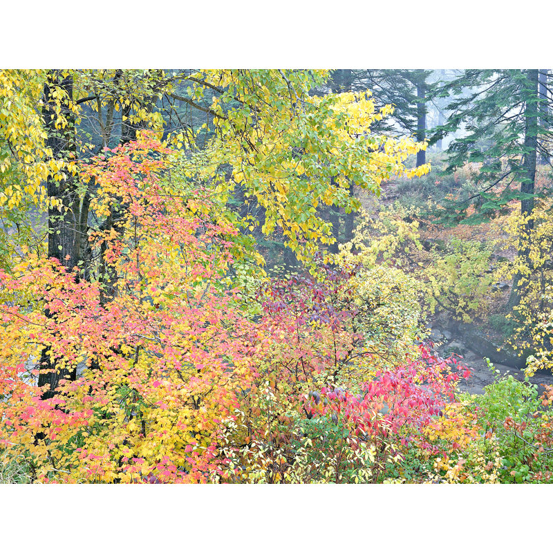 Autumn Vine Maples Portrait Print by Bruce Heinemann, Wrapped Canvas, No Mat, 36" H x 48" W