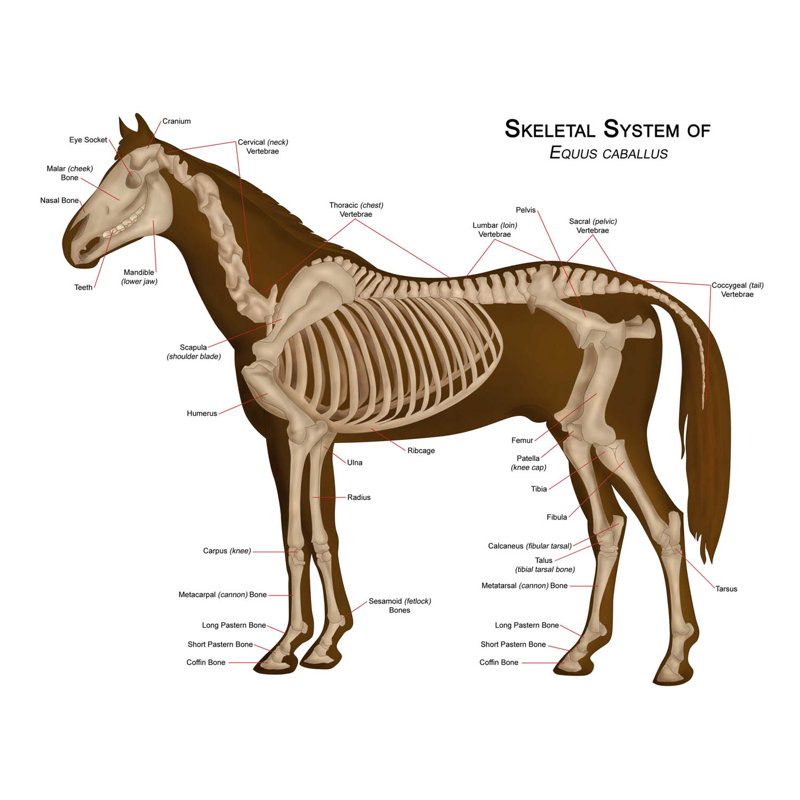 Animals Skeleton Bones Horse Anatomy - No Frame Print