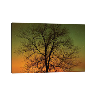 Canada, Manitoba, Birds Hill Provincial Park. Aurora Borealis And Cottonwood Tree by Jaynes Gallery - Wrapped Canvas Print