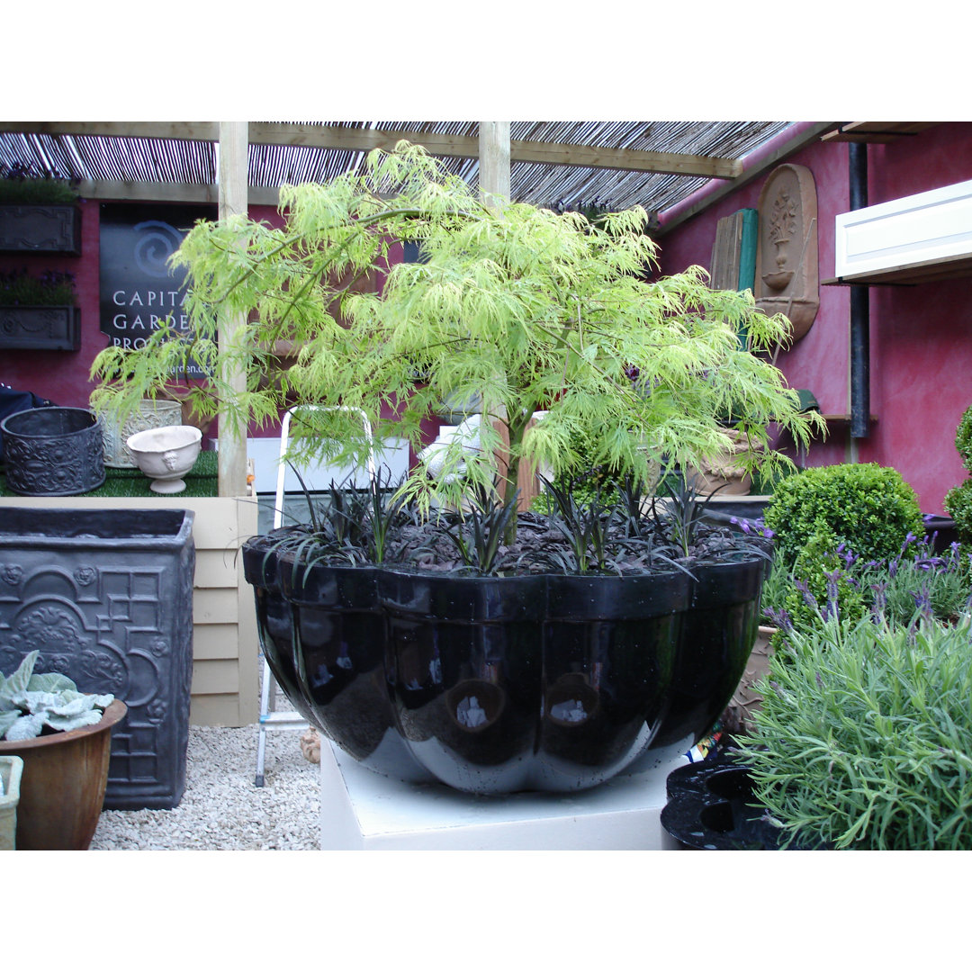 Fiberglass Cachepot