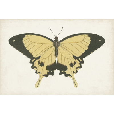 " Beautiful Butterfly I " by Vision Studio Painting Print
