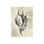 Seashells In Neutral IV Print by Guseul Park-26938919-26938924