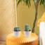 2 Piece Costa Farms Live Cactus Low Maintenance Plant in Ceramic Planter