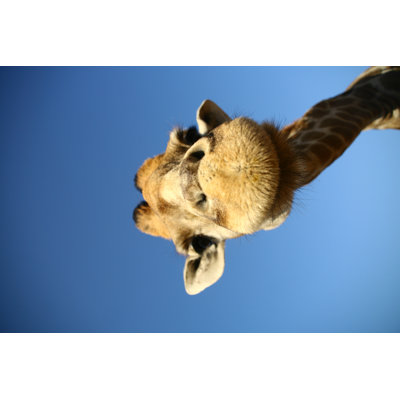 Giraffe Head - Wrapped Canvas Print