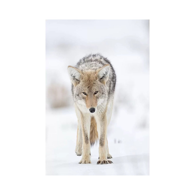 USA, Wyoming, Yellowstone National Park. Portrait Of A Coyote In The Sage And Snow. by Ellen Goff - Wrapped Canvas Print