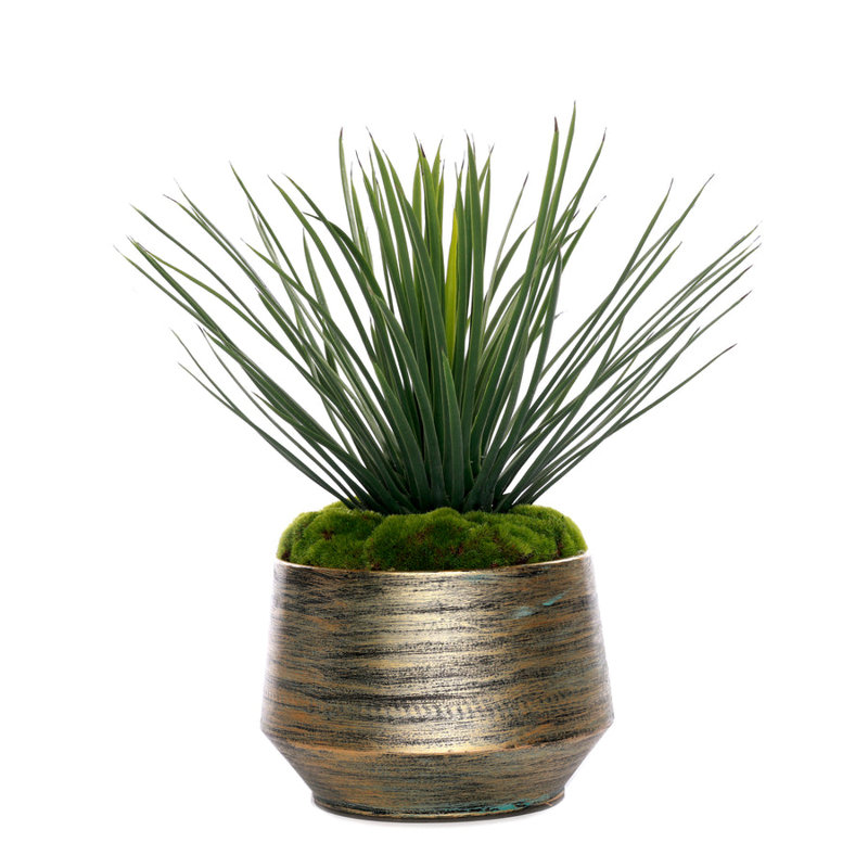 1 Plant