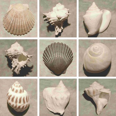 Weathered Shell Sampler