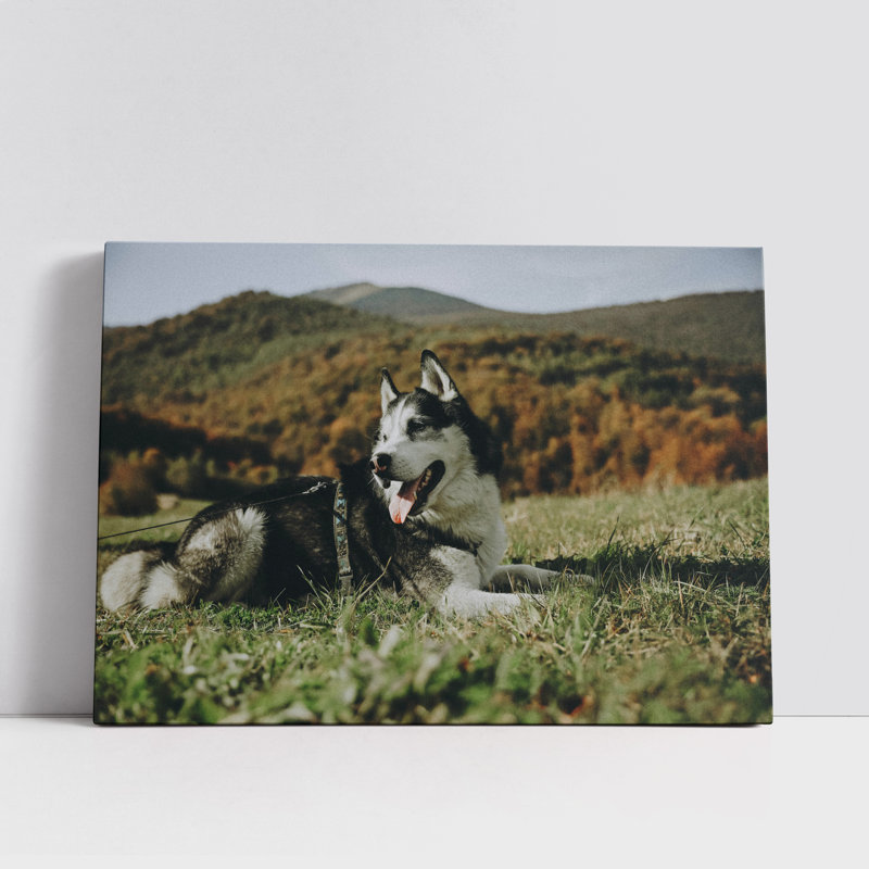 Husky Lying Down in Grass, 8" H x 12" W