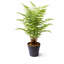 Anarah 75 cm H Faux Yucca Tree Plant in Plastic Pot Liner