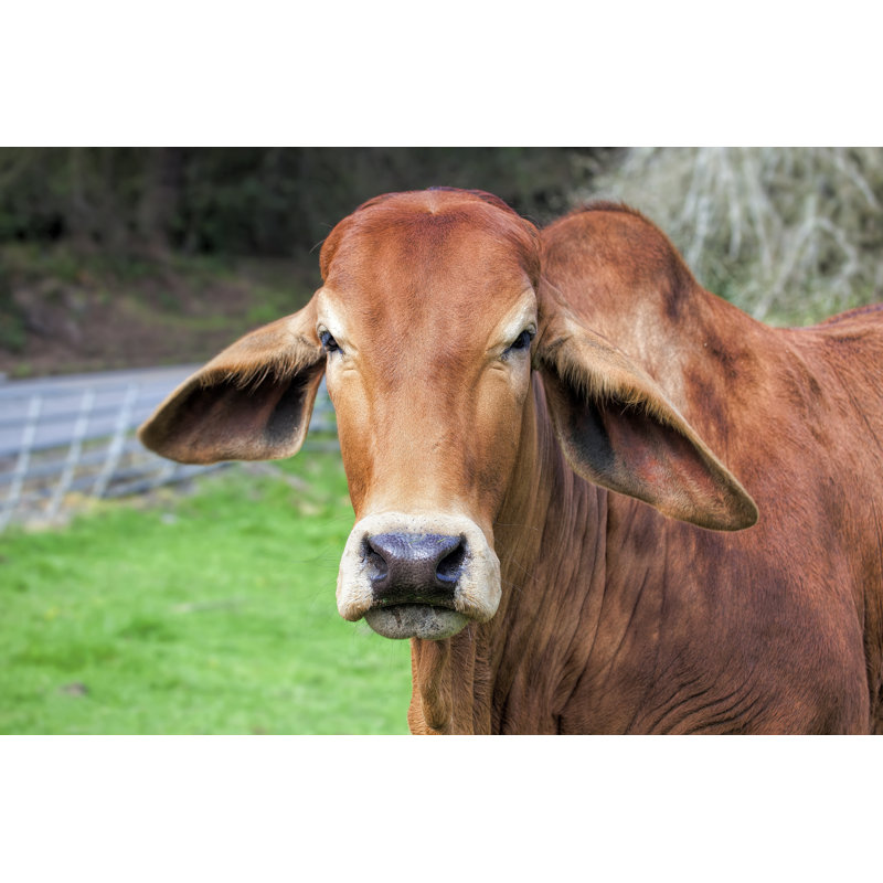 Brahman Cow - Wrapped Canvas Print, 20cm H x 30cm W x 3.8cm D